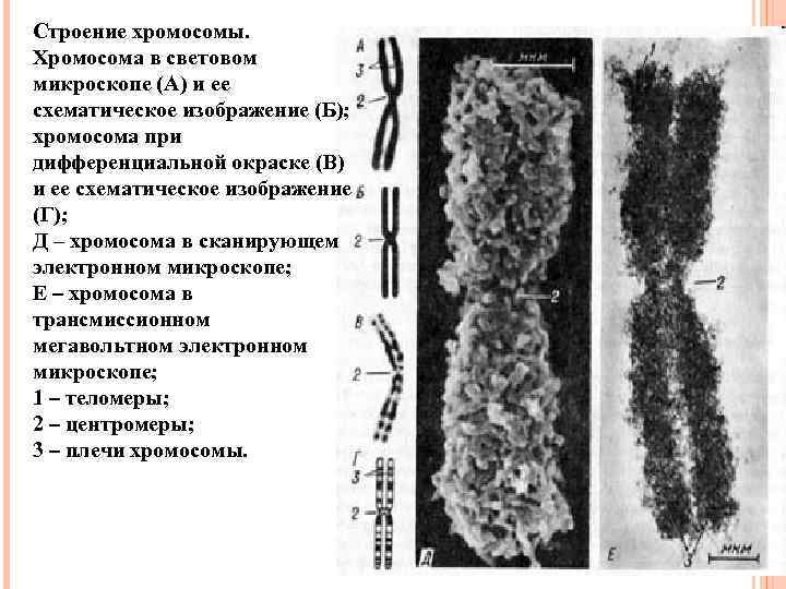 Строение хромосомы фото