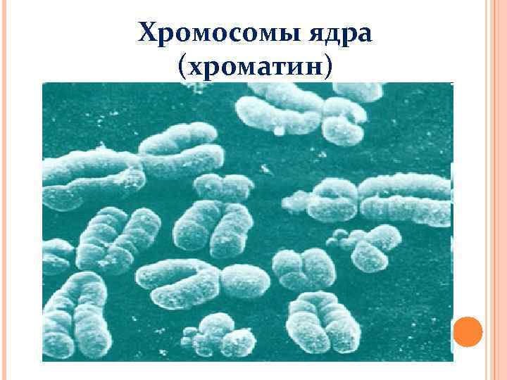 Хромосомы ядра (хроматин) 