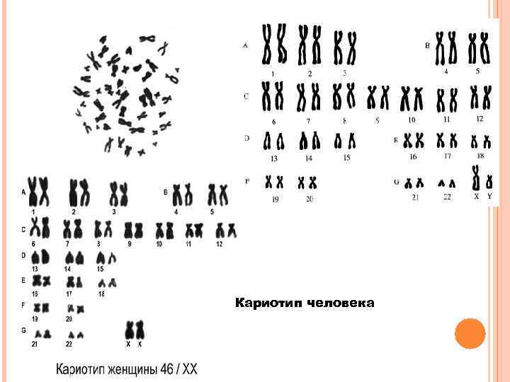 Кариотип человека 