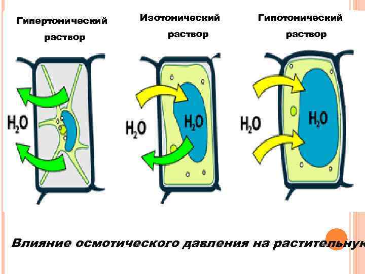 Клетка раствор. Изотонический гипертонический и гипотонический растворы. Гипертонический раствор и гипотонический раствор. Изотонический и гипертонический раствор. Изотонический раствор пипотонический и гипер.