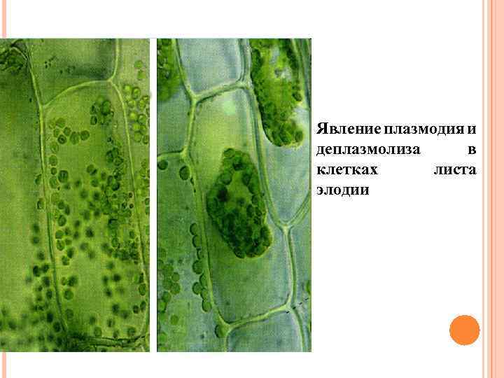 Явление плазмодия и деплазмолиза в клетках листа элодии 
