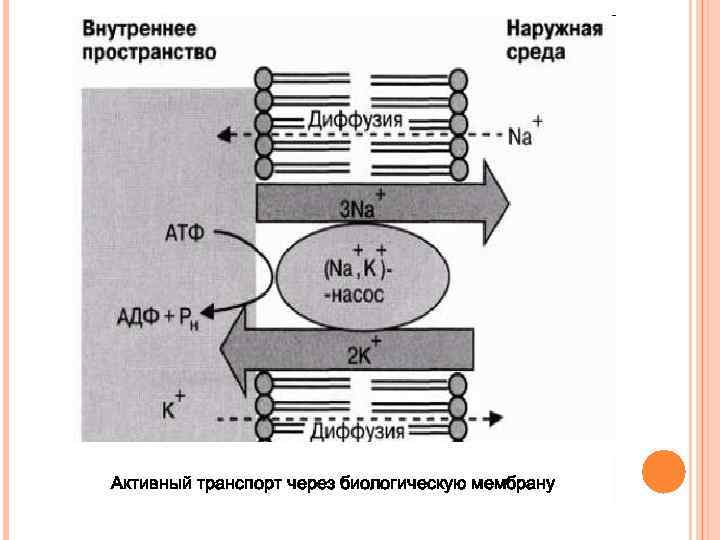 Активный транспорт через биологическую мембрану 