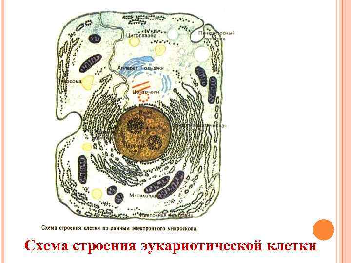 Схема строения эукариотической клетки 