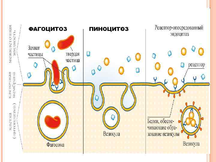 ФАГОЦИТОЗ ПИНОЦИТОЗ 