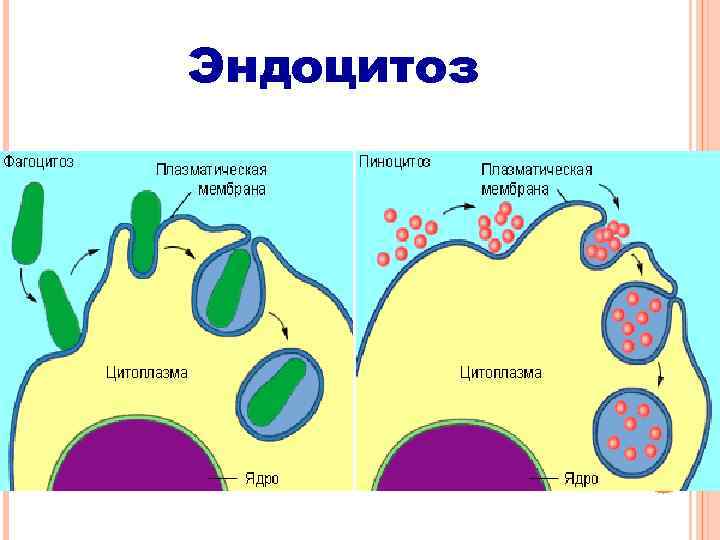 Клеточный фагоцитоз схема