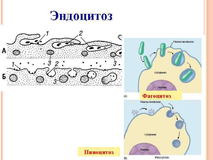 Эндоцитоз Фагоцитоз Пиноцитоз 