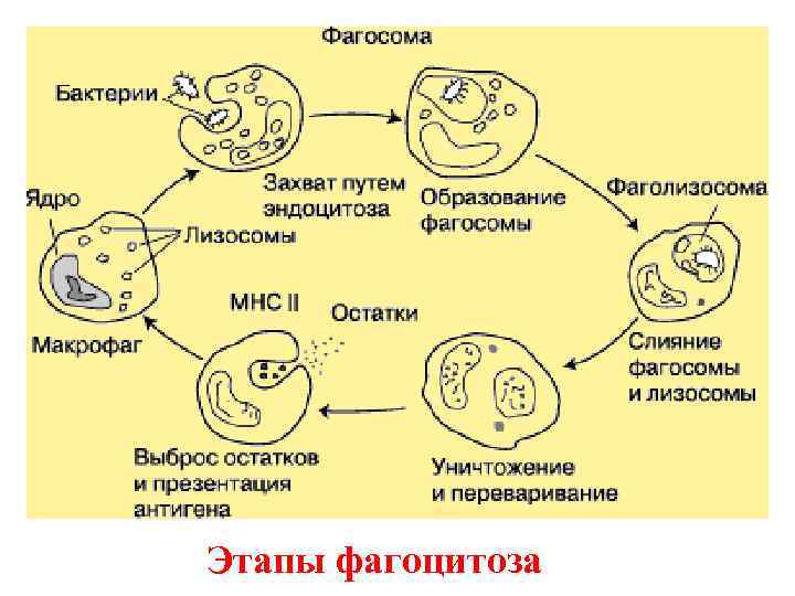 Этапы фагоцитоза 