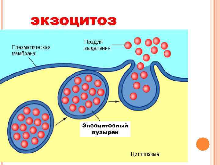 экзоцитоз Экзоцитозный пузырек 
