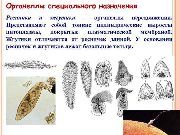 Органеллы специального назначения Реснички и жгутики – органеллы передвижения. Представляют собой тонкие цилиндрические выросты