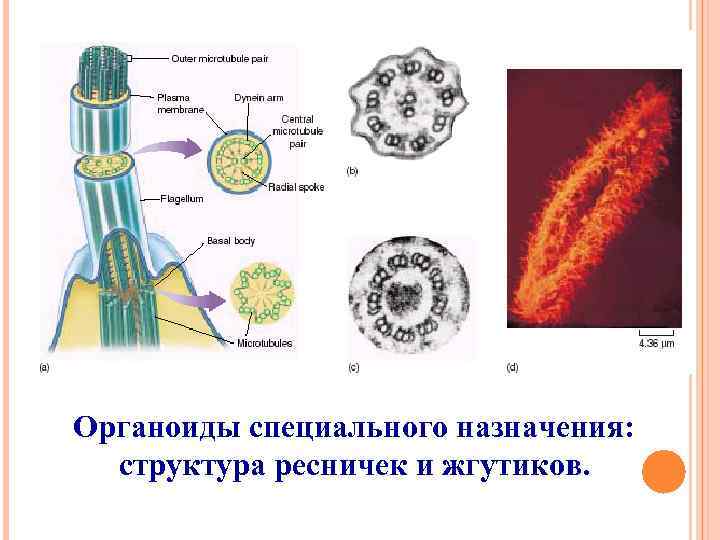 Функция жгутиков и ресничек. Строение жгутиков и ресничек эукариот. Строение ресничек и жгутиков клетки эукариот. Строение жгутиков и ресничек эукариотической клетки. Схема строения ресничек и жгутиков.