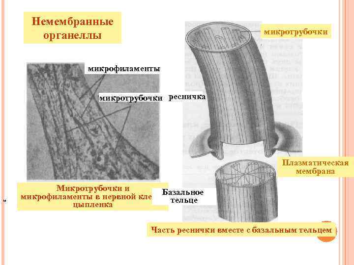 Немембранные органеллы микротрубочки микрофиламенты микротрубочки ресничка Плазматическая мембрана М Микротрубочки и Базальное микрофиламенты в