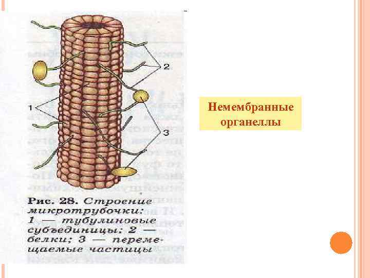Немембранные органеллы 