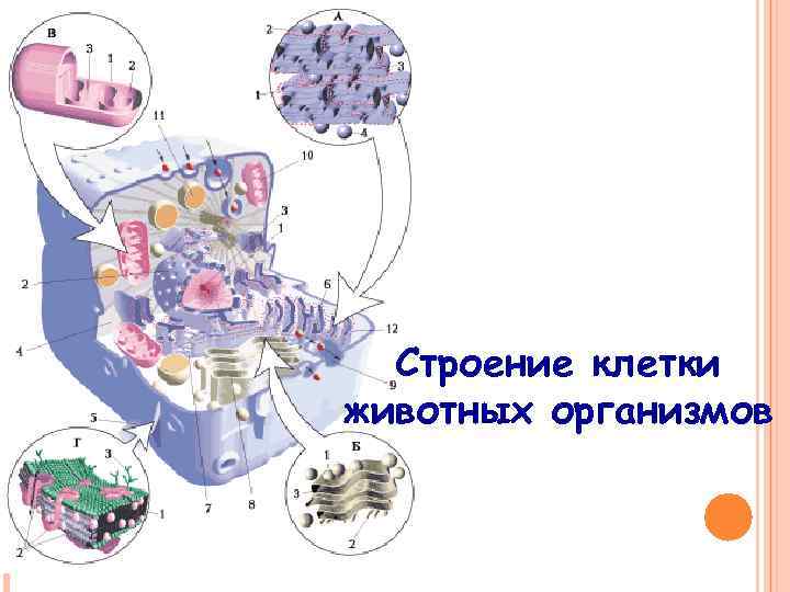Строение клетки животных организмов 