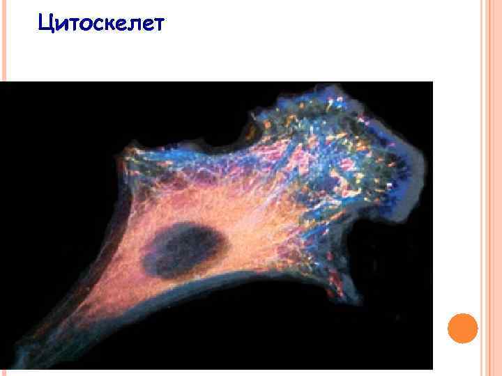 Цитоскелет 