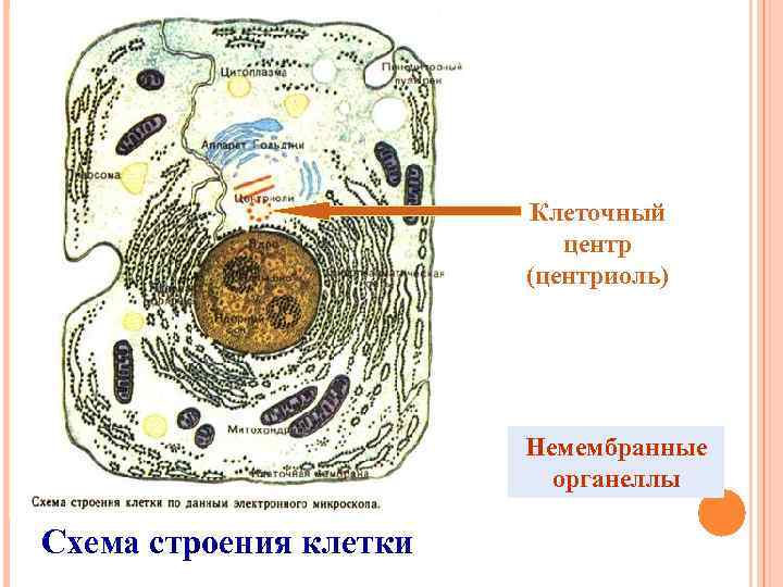 Животная эукариотическая клетка рисунок с подписями