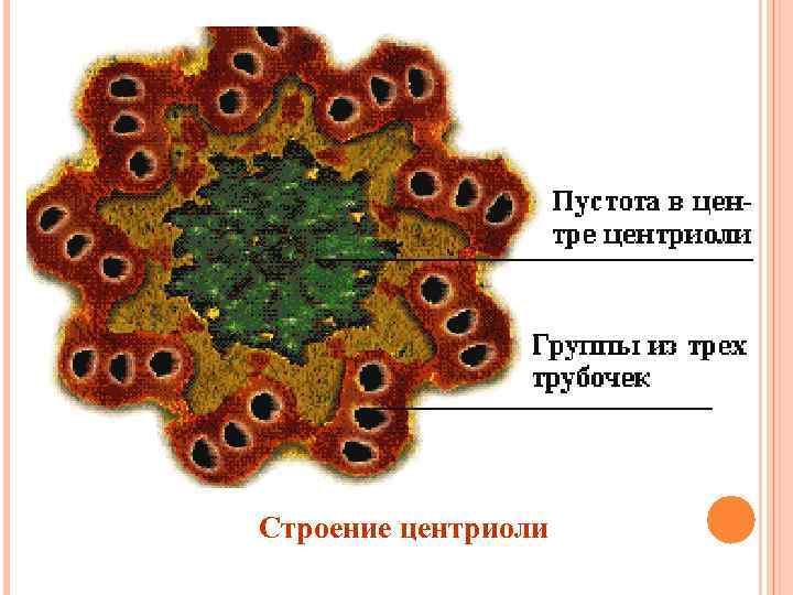 Строение центриоли 