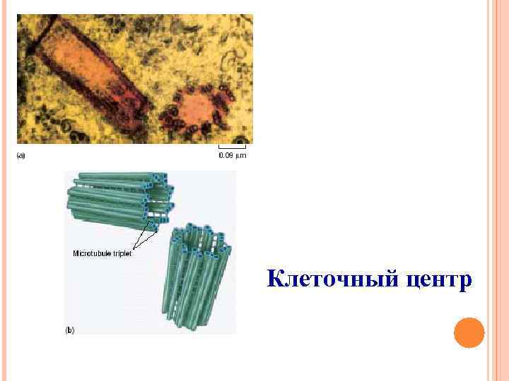 Клеточный центр 