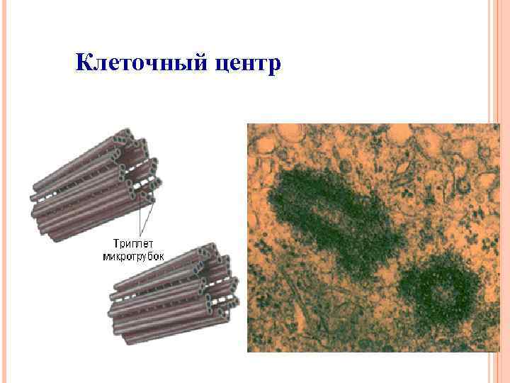Клеточный центр 