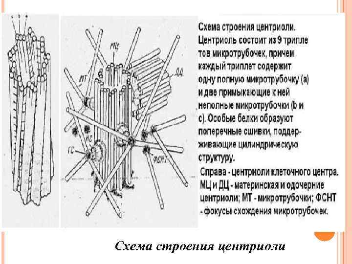 Fe схема строения