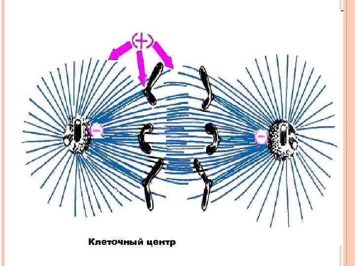 Клеточный центр 