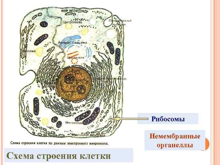 Рибосомы Немембранные органеллы Схема строения клетки 