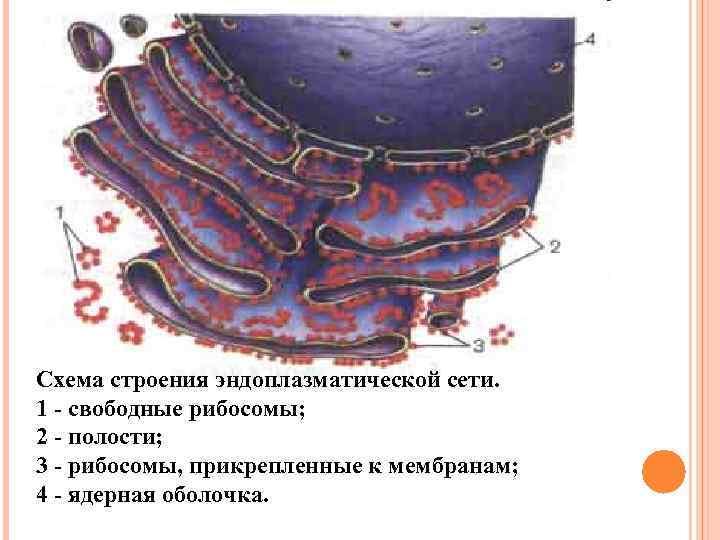 Эндоплазматическая сеть строение