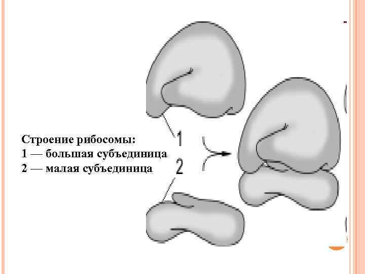 Строение рибосомы: 1 — большая субъединица 2 — малая субъединица 
