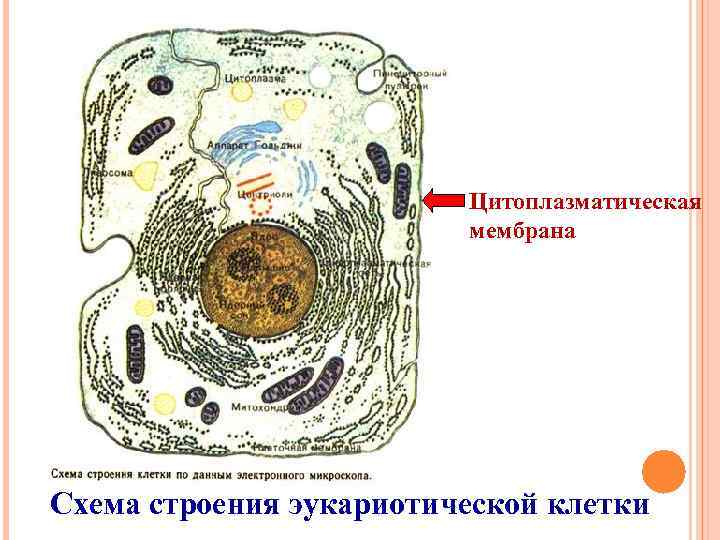 Цитоплазматическая мембрана Схема строения эукариотической клетки 