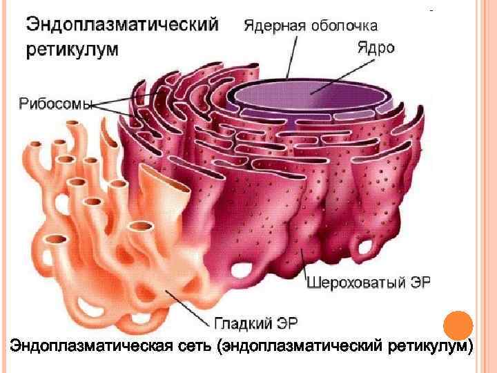 Эндоплазматическая сеть (эндоплазматический ретикулум) 