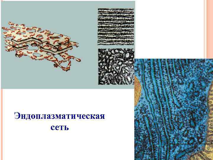 Эндоплазматическая сеть 