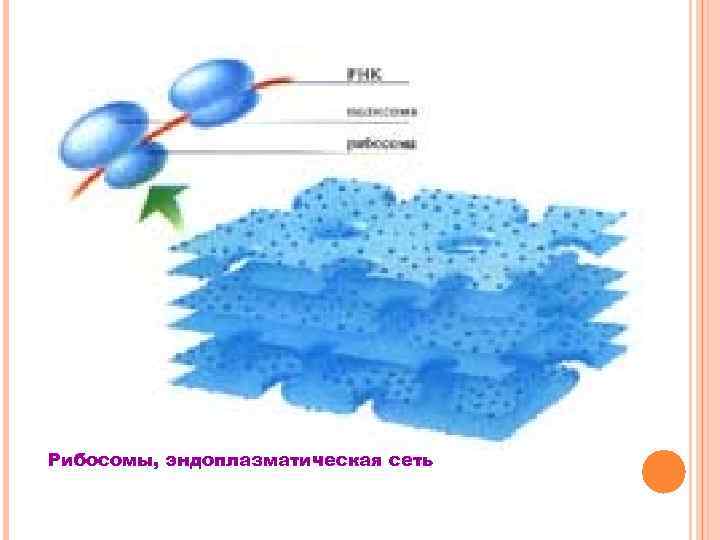 Рибосомы, эндоплазматическая сеть 