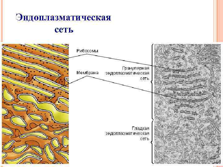 Эндоплазматическая сеть 