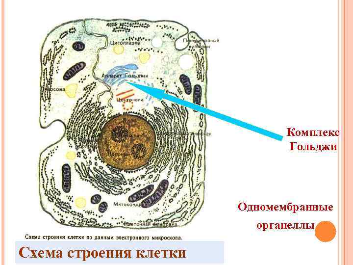 Комплекс Гольджи Одномембранные органеллы Схема строения клетки 