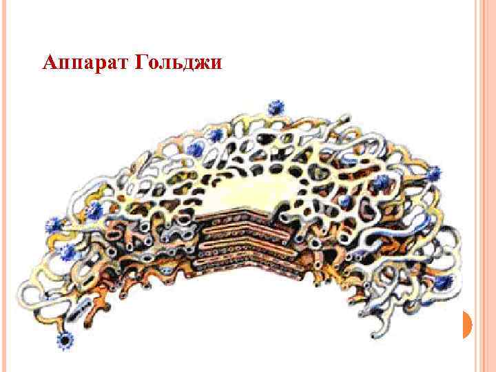 Аппарат Гольджи 