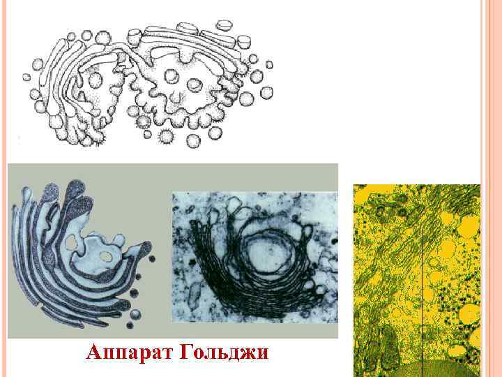 Аппарат Гольджи 