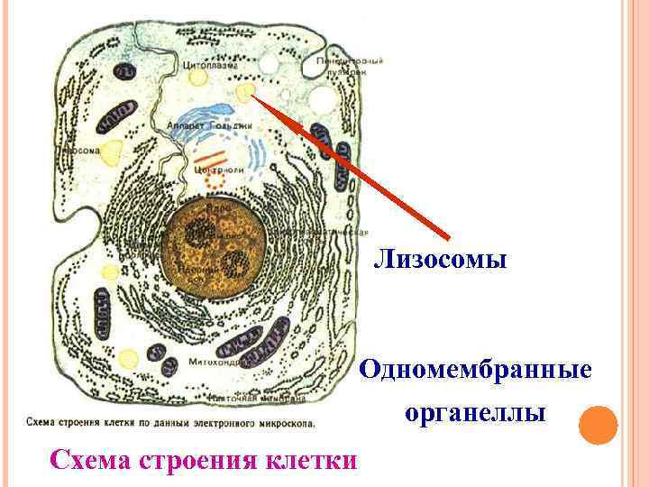 Лизосомы Одномембранные органеллы Схема строения клетки 