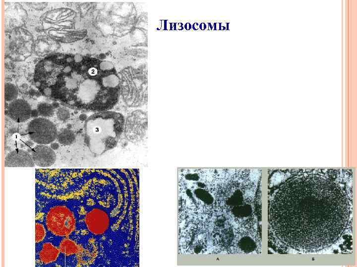Лизосомы 