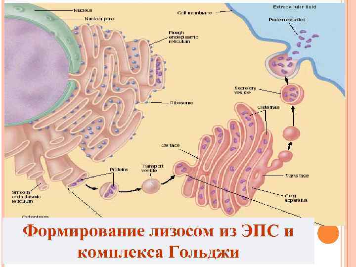 Формирование лизосом из ЭПС и комплекса Гольджи 