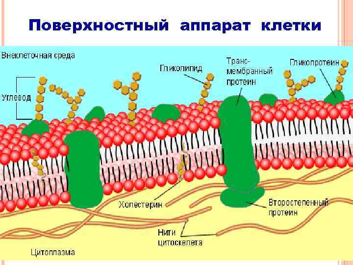 Поверхностный аппарат клетки 