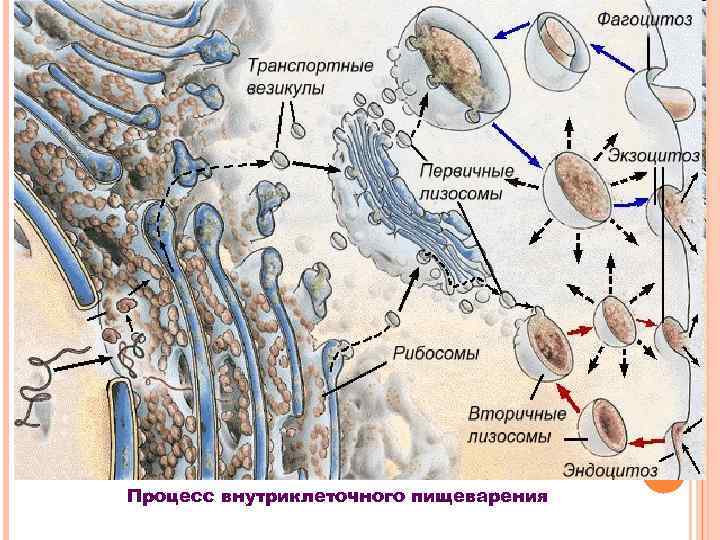 Процесс внутриклеточного пищеварения 