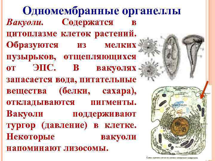 Одномембранные органеллы Вакуоли. Содержатся в цитоплазме клеток растений. Образуются из мелких пузырьков, отщепляющихся от