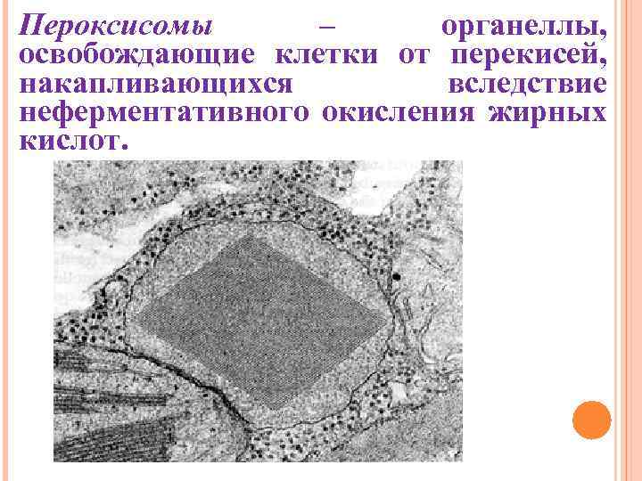 Пероксисомы – органеллы, освобождающие клетки от перекисей, накапливающихся вследствие неферментативного окисления жирных кислот. 