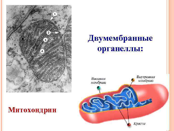 Двумембранные органеллы: Митохондрии 