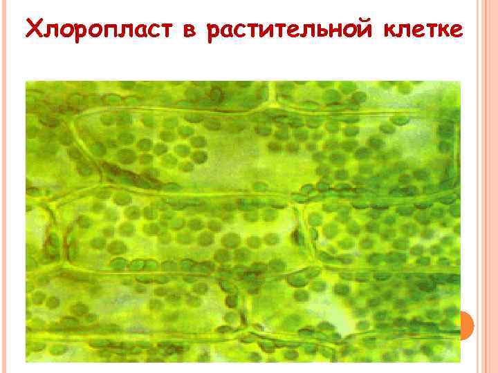 Хлоропласт в растительной клетке 