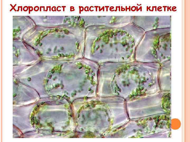 Хлоропласт в растительной клетке 
