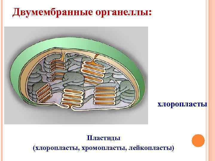 Двумембранные органеллы: хлоропласты Пластиды (хлоропласты, хромопласты, лейкопласты) 