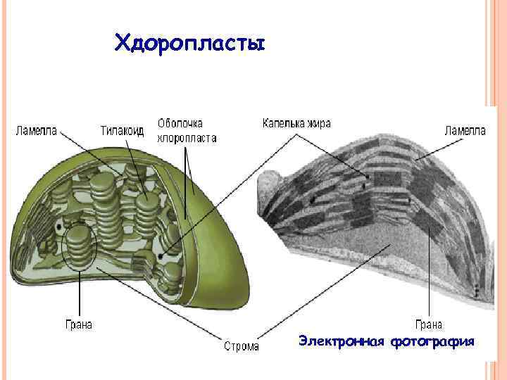 Хдоропласты Электронная фотография 