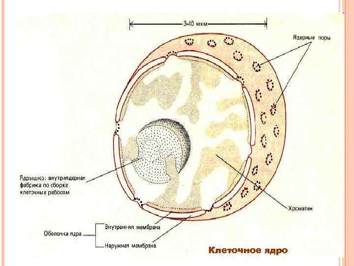 На рисунке изображен процесс метаболизма эукариотической клетки. Строение ядра эукариот. Компоненты клетки ядро ядрышко. Строение ядра эукариотической клетки схема. Структура ядра эукариотической клетки.