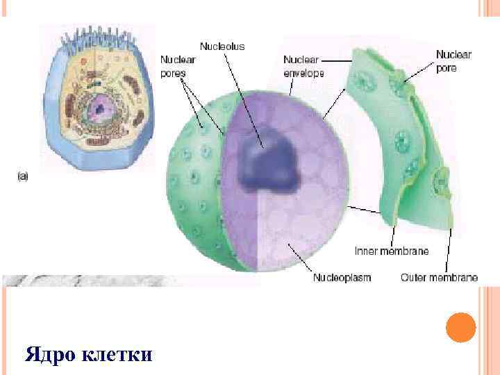 Ядро клетки 
