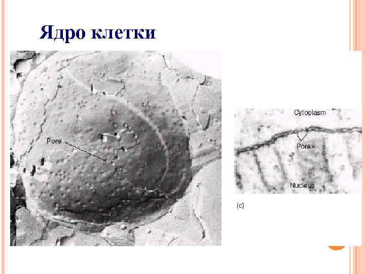Ядро клетки 